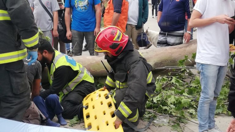 Niño de 6 años quedó herido tras caerle un árbol en la comuna de San Bernardo