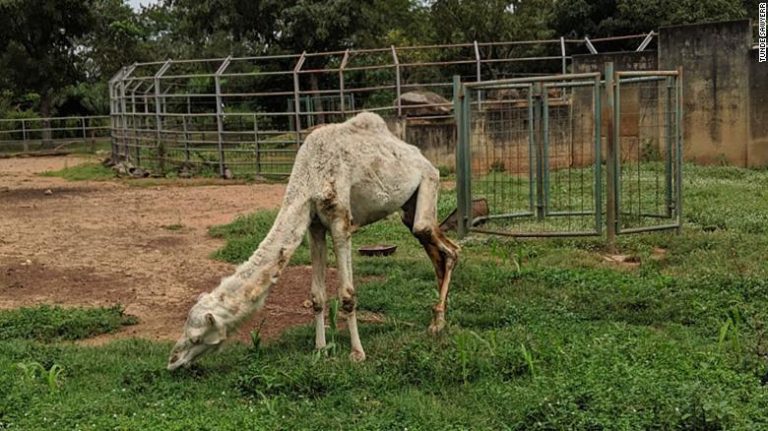 Imagen de camello desnutrido gatilló centenas de críticas en contra de un zoológico