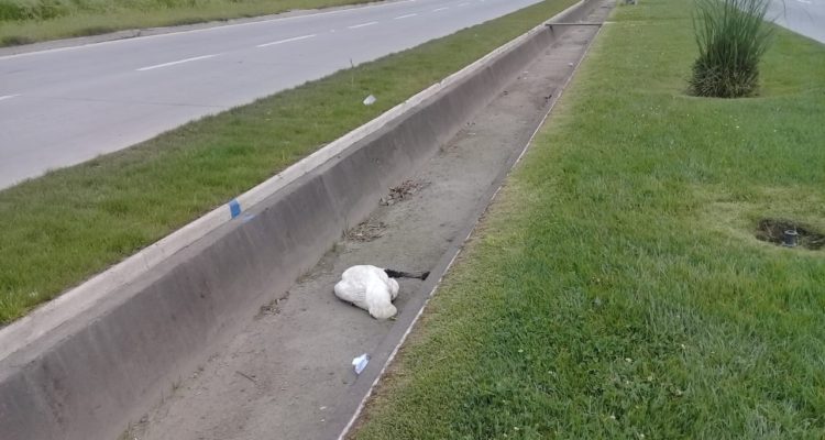 Preocupación generó el hallazgo de dos cisnes de cuello negro muertos en Talcahuano