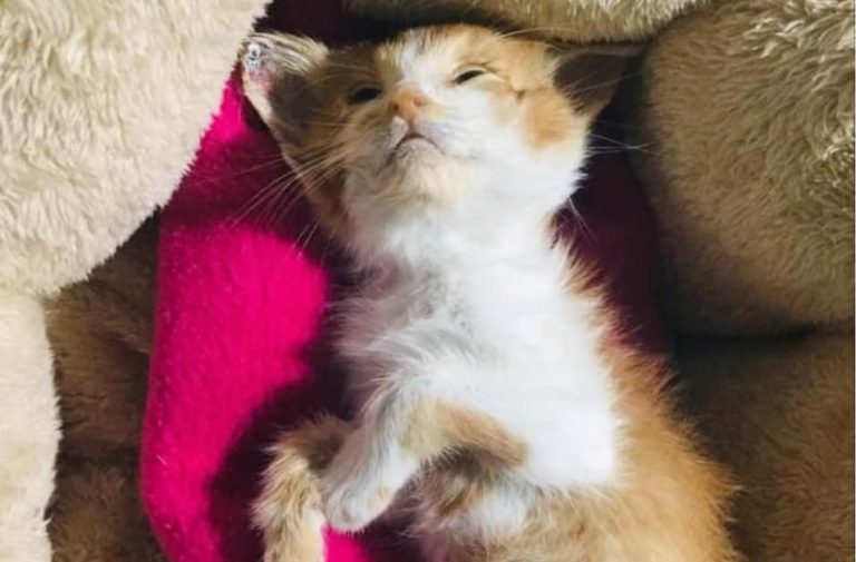 La propuesta del senador Girardi tras brutal maltrato a gatita Ema: “Las niñas que la torturaron y mataron deberían pagar con servicio comunitario”