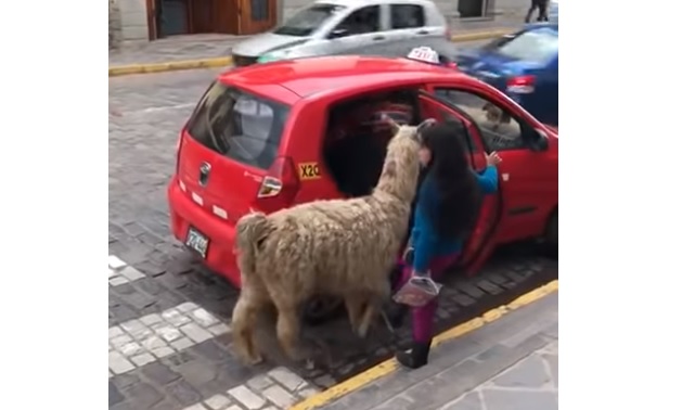 Una llama que se va a su casa en taxi se convirtió en el viral del momento