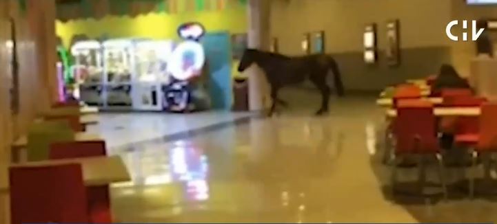 De no creer: Grabaron a un caballo al interior de un mall en Coronel