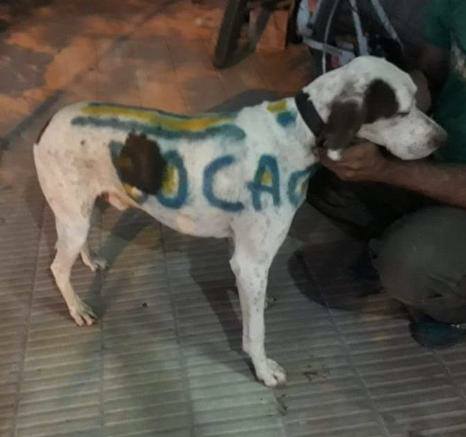 Carnicero que pintó con los colores de Boca a un perro callejero se ganó el repudio de las redes