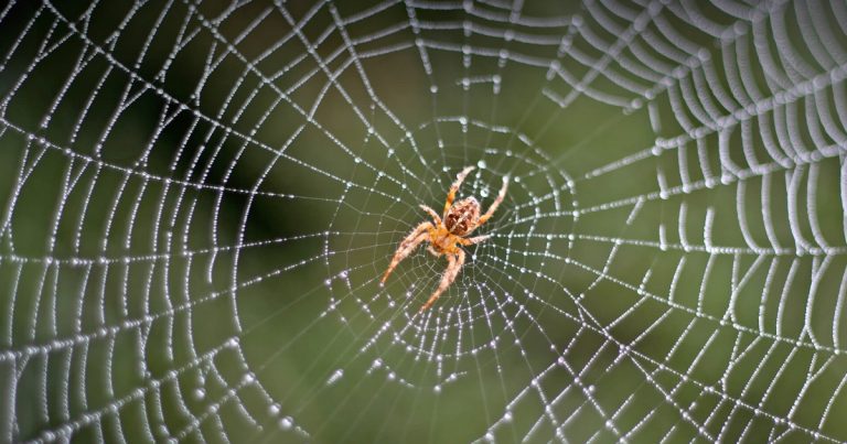 Telas de arañas gigantes aparecen misteriosamente en una carretera de EE.UU.