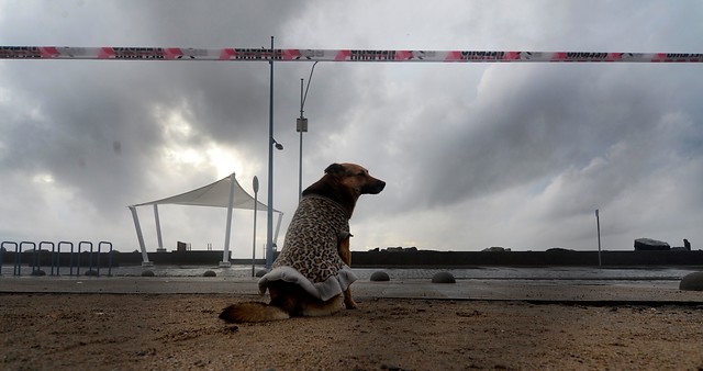La quemaron y apuñalaron: Brutal agresión contra perrita en La Serena motivó a municipio