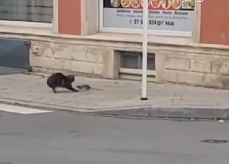 El mundo al revés: Rata callejera correteó a un gato doméstico que quiso atacarla
