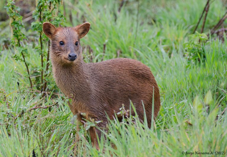 Una especie protegida: Funan a joven chileno que mató y luego cocinó a pudú en Paillaco