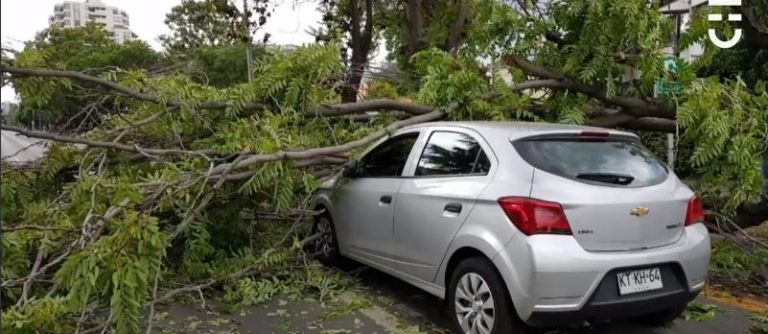 Gran congestión en Américo Vespucio por caída de un árbol sobre un vehículo en tránsito