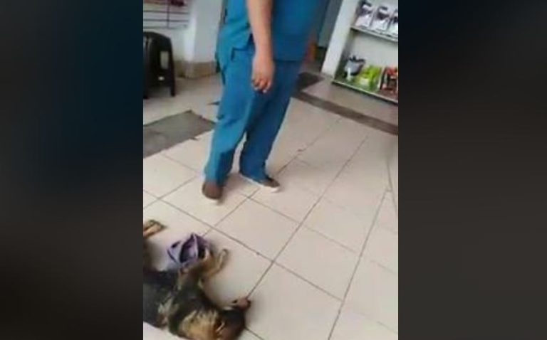 Veterinario no quiso atender a perro atropellado: Quería que le pagaran