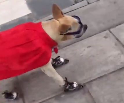 Tremendo estilo: Perro sorprende en redes sociales realizando divertidas acrobacias en patines