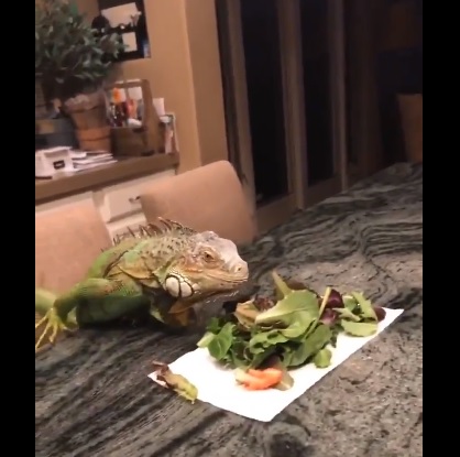 Joven tuvo una cita romántica con su iguana y terminó en completo fracaso