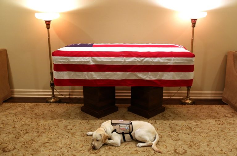 No se movió de su lado: Este es Sully, el perro fiel de George W.H. Bush que lo acompañó hasta el final