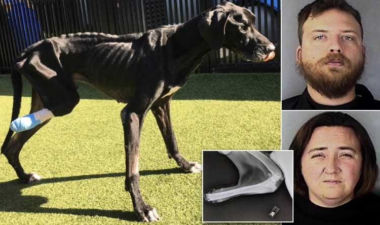 Tenía tanta hambre que se comió su propia pata: Dueños mantenían a su mascota amarrado y sin darle comida ni agua