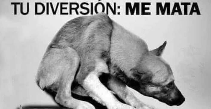 No+Fuegos artificiales: Taltal aboga por la tranquilidad de las mascotas durante Año Nuevo