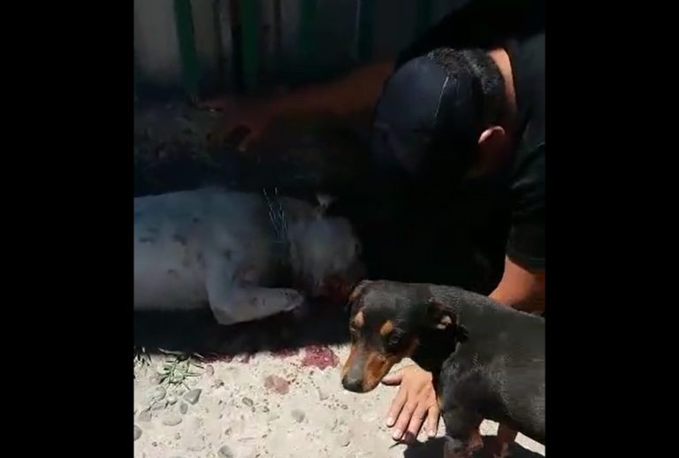 Grave maltrato animal: Denuncian que perro murió tras ser apuñalado por un vecino