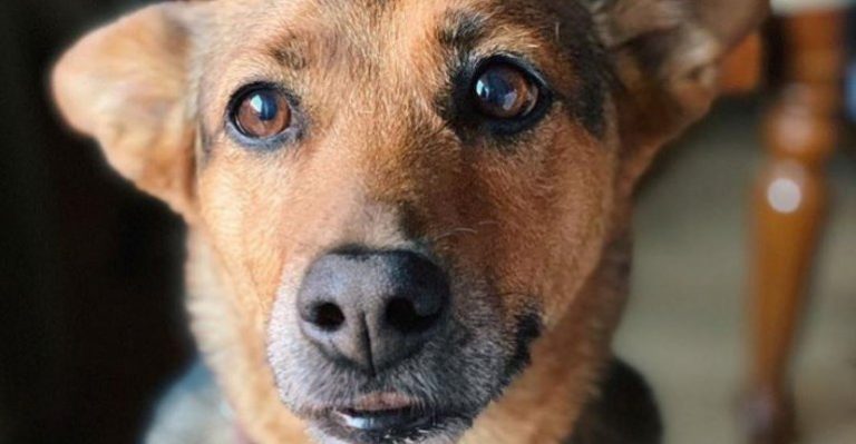 Esta es la perrita que saca aplausos en redes sociales