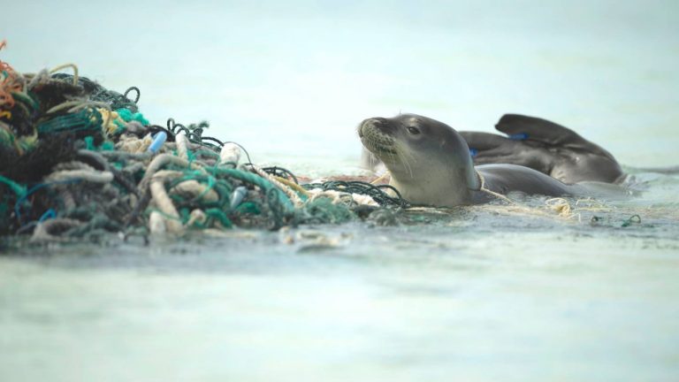 El extraño caso de una foca con una anguila atrapada en su nariz