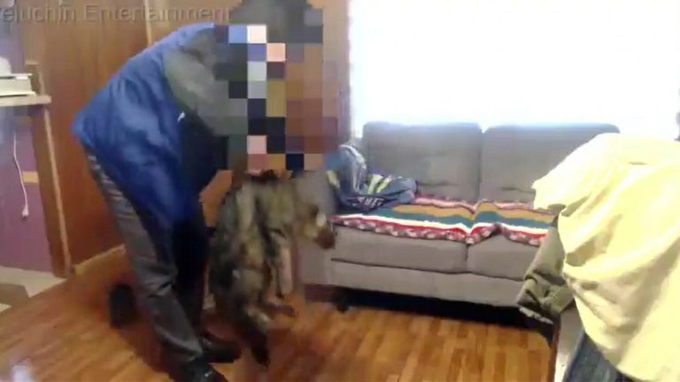 Los masacró hasta matarlos: Denuncian a youtuber por grave maltrato animal contra sus gatos