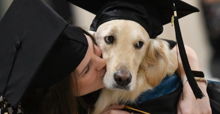Griffin: el Golden Retriever que se graduó en la universidad