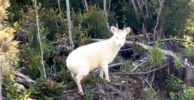 Impacto por fotografía de Pudú Albino captado en Chiloé