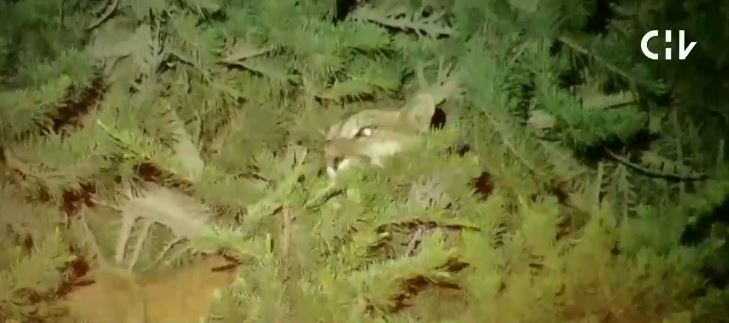 Puma en el árbol de una casa en Lo Barnechea genera amplio operativo