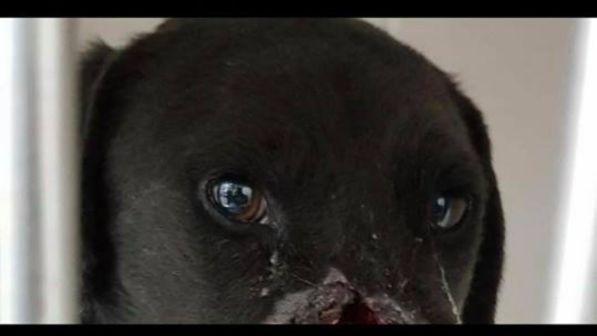 Italianos reunieron dinero para realizar una cirugía plástica a perrito víctima de maltrato