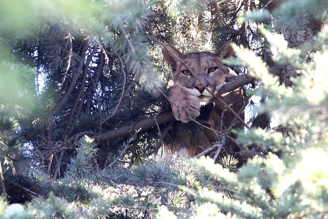 Bajaron al puma del Arrayán: Tras permanecer casi 20 horas en un árbol, el felino fue finalmente rescatado