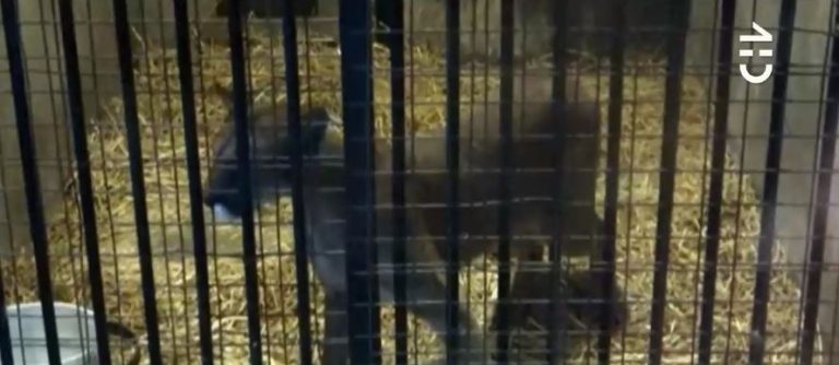 Hidratado y en perfectas condiciones: Así se encuentra el puma rescatado en Lo Barnechea a la espera de su liberación