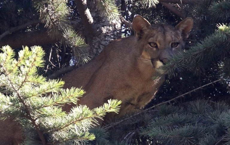 El puma de Lo Barnechea dejó en evidencia la falta de protocolos: Municipio entrega recomendaciones con animales silvestres
