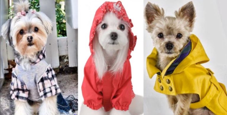 Ojo con vestir a su mascota: Jefe de unidad canina afirmó que es maltrato animal