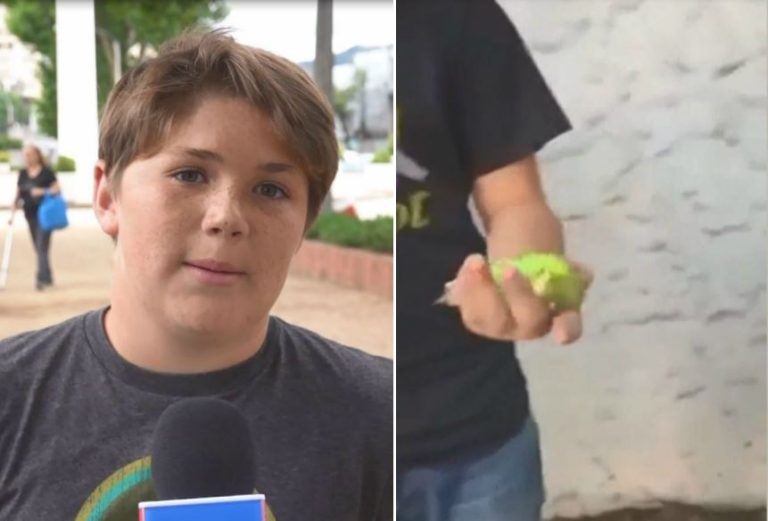 Dueño de Chimuelo contó su verdad: Lo compró porque le dio pena, no podía volar y murió de un infarto