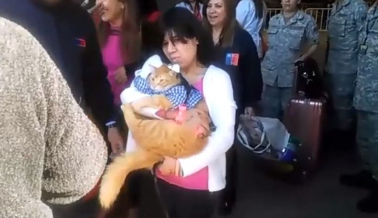 Se busca a Misifus, el gato venezolano que llegó a Chile a radicarse con su familia