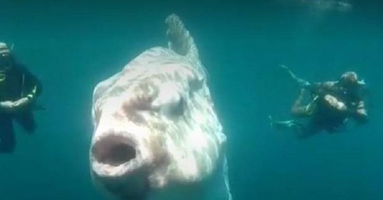 Sorprendente avistamiento de pez luna en las costas del norte de Chile