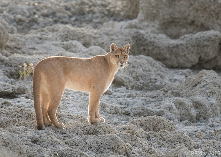 Indignación causa el asesinato de un puma en el Parque Nacional Pali Aike