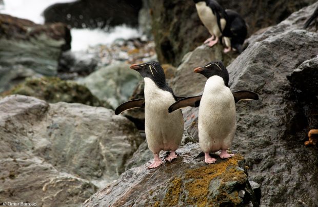 Chile es el hogar del área protegida más austral de América