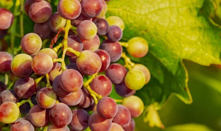 Estimulan los riñones y combaten el envejecimiento: Las beneficios que puedes obtener del consumo de uvas