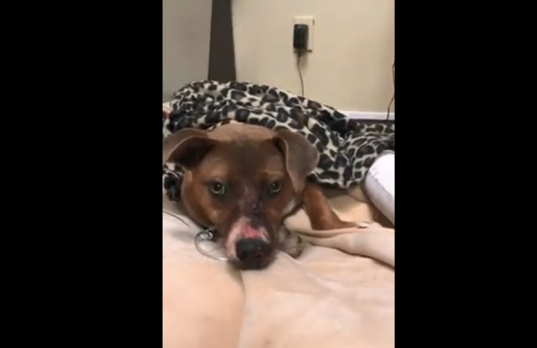 Denuncian brutal maltrato a perrita: Le dispararon una flecha que atravesó su cuerpo