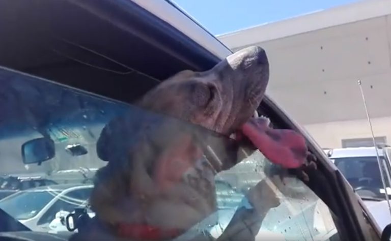 Denuncian caso de maltrato animal: Perro fue dejado encerrado en camioneta a 37° en Rancagua