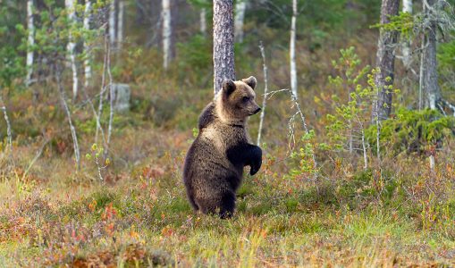 La historia del niño que se extravió en un bosque por tres días y asegura que oso 