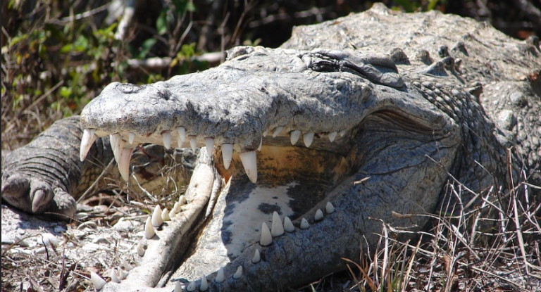 Hombre mordió reiteradamente a un cocodrilo para rescatar a su hijo de las fauces del animal