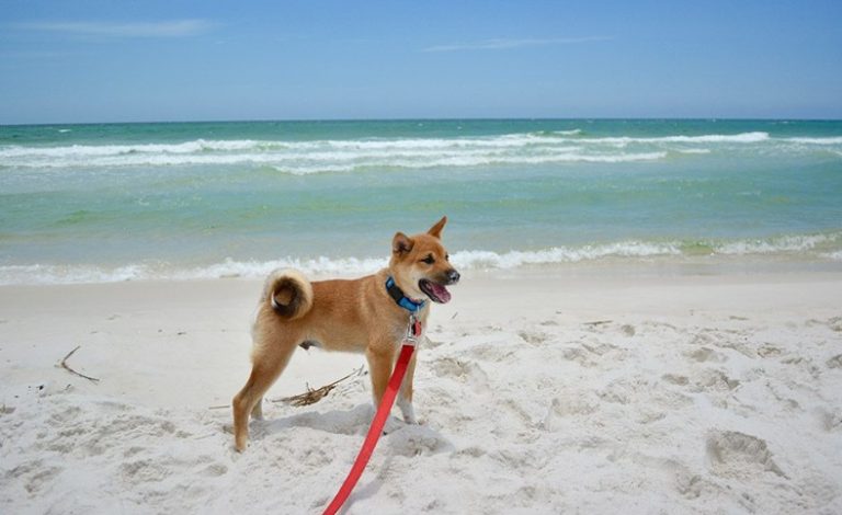 Los perros cuentan con su primera playa exclusiva: Está habilitada en Santo Domingo