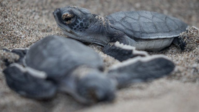 ¡Después de un siglo! En Islas Galápagos celebran el nacimiento de primeras tortugas en extinción