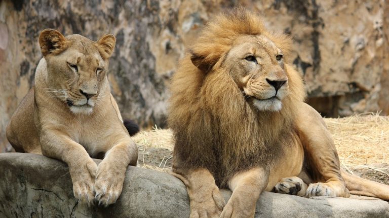 Leones mataron a joven que ingresó a un área restringida de un zoológico