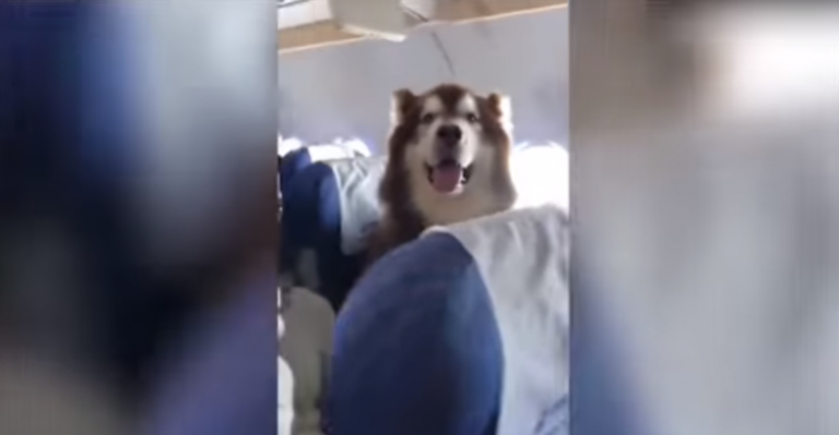 Enorme perro sorprendió por su buen comportamiento en avión