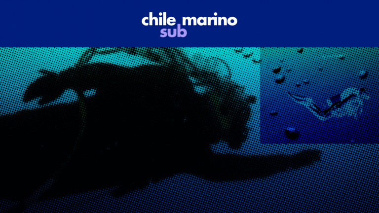 ¿Quieres bucear? Así se obtiene la certificación PADI que te permite sumergirte en el mar chileno como un profesional