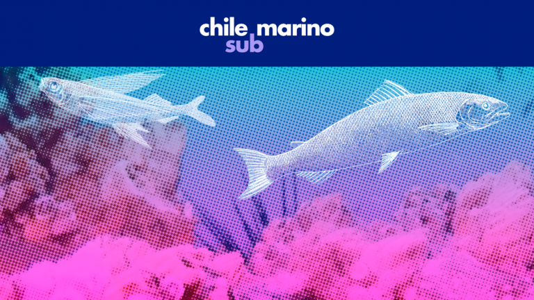 15 hermosas fotos bajo el mar chileno capturadas por buceadores para Instagram