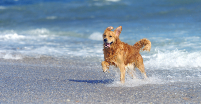 Se inauguró playa solo para perros en Santo Domingo