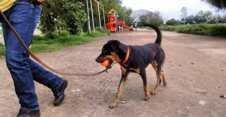 “El Borras”: el perro que pasó de la calle a participar en “Roma