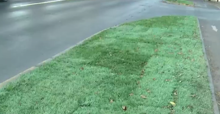 Pasto en La Florida se secó y lo pintaron para que retomara su color