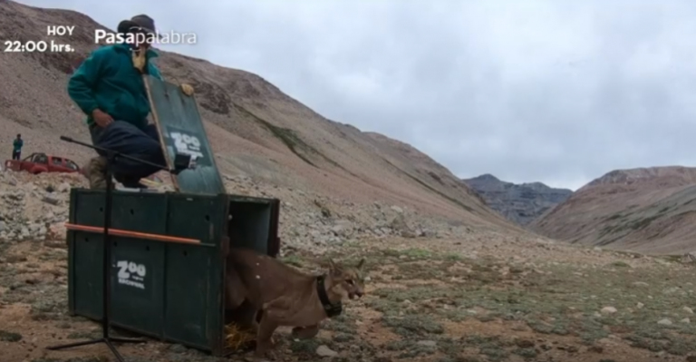 Liberan en la cordillera a puma rescatado desde casa de Lo Barnechea